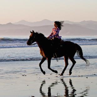 Wild Rider No. 6 – Album for the Young album cover