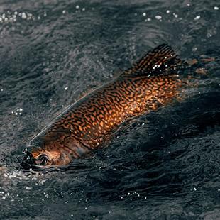 The Trout album cover