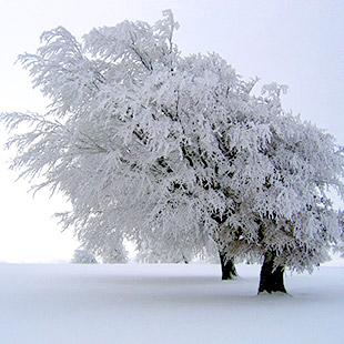 Der Lindenbaum – Winterreise album cover